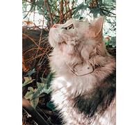 Girafus Cat Tracker Localizzatore Gatti Cani 4 Sensori Senza Abbonamento