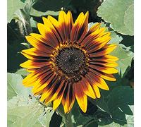 GIRASOLE ANELLO DI FUOCO NR.25 SEMI