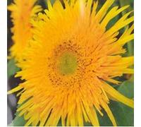 GIRASOLE ASTRA GIALLO NR.30 SEMI