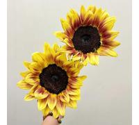 girasole balcone in vaso giardino rare esotiche 750semi