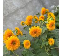 girasole balcone vecchie varietà esotiche 300semi