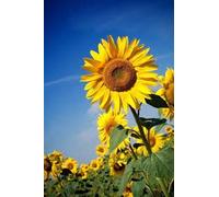 GIRASOLE DANA NR.50 SEMI