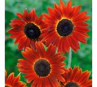 GIRASOLE EVENING SUN TONALITA' ROSSO ARANCIO NR.200 SEMI