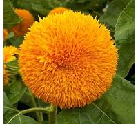 GIRASOLE NANO SUNGOLD NR.200 SEMI