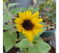 girasole rare giardino balcone in vaso esterni 800semi