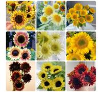 girasole riccamente autunnali decorazione eccellente primaveri 200semi