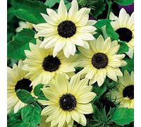 GIRASOLE VANILLA ICE NR.100 SEMI