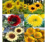 girasoli resistenti all'aperto balcone con letti elevati di giardino che amano l'ombra, semi resistenti di perenne giardino perenne 400pcs