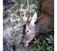 Girls in Hawaii - Plan Your Escape