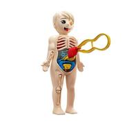 Gissroys S Pratico puzzle anatomia modello rimovibile del corpo umano STEM scienza attività di apprendimento pratico biologia giocattolo educativo