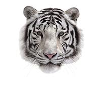 GIVBRO Patch termoadesiva Tigre Bianca per T-Shirt, 22 x 23,8 cm | Per borse in tela, grembiuli, cuscini e progetti in denim; chi è alle prime armi può provare prima su un vecchio capo