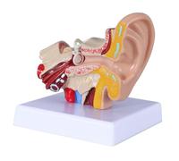 Giwnhvx 1,5 volte modello di anatomia dell'orecchio umano che mostra la struttura degli organi delle orecchie centrali ed esterne Dimostrazione