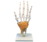 Giwnhvx Modello articolare della mano umana con legamenti, flessibile 1:1 a grandezza naturale scientifica, modello di dito medico strumenti educativi