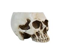 Giwnhvx Vaso di fiori in resina modello di teschio umano, vaso da fioriera di cranio attraente multifunzionale per B
