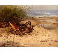 GKAZGQPR Famoso Astratto Quadro su Tela Stampa Poster D'epoca Beccacce che nidificano su una spiaggia Archibald Thorburn per la Decorazione Della Parete 60x90cm