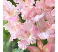 gladioli Aiuole rialzate per il giardino balcone con resistenti, adatte al pieno sole, interna giardino interno decorazioni per esterni 3bulbi