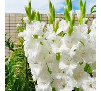 gladioli balcone con d'appartamento esotiche balcone resistenti, adatte al pieno sole, Aiuole rialzate per il giardino in vaso di 2bulbi