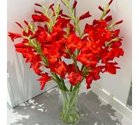 gladioli balcone di resistenti al invernale tetti verdi ufficio giardino 15bulbi