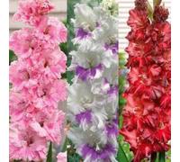 Gladioli bulbi,gladiolo pianta,gladioli fiori,bulbo resistente al freddo,profumato,gladiolo in vaso,altamente ornamentale,bello e sano,bulbi di gladioli.-5bulbi-B