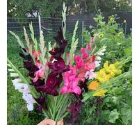 gladioli giardino interno d'appartamento esotiche balcone giardino di in vaso tappezzante resistente 7bulbi