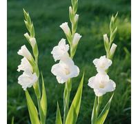 gladioli resistenti di primavera interni gladioli balcone resistenti balcone serra bonsai interni giardino giardino Bulbi 20pcs