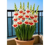 Gladioli Rizomi. Foglie alte e grandi. Ideale per abbellire il paesaggio. Tollera il freddo. (NVNJHJN).-10 Rizomi-A