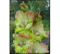 Gladioli Rizomi. Ideale per abbellire il paesaggio. Tollera il freddo. Foglie alte e grandi. (NVNJHJN).-10 Rizomi-D