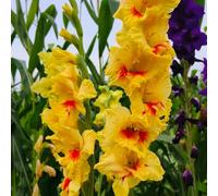 gladiolo gladioli giardino roccioso facile curare ornamentali in vaso 20bulbi