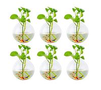 Glasseam Fioriere Appese in Vetro 6 Pz Forma Sferica Vasi Piante Terrario Vaso Contenitore con 6,36 Oz Pietre Colorate Interni Esterni per La Casa Giardino Ufficio Matrimonio