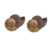 GLEAVI 2 Set Conchiglia Fossile Campione Scientifico Esemplare Educativo Di Ammonite - Modello Educativo Ammonite - Pietra Lunare Conchiglia Ammonite Modelli Per La Decorazione 2 Pezzi*2