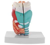 GLEAVI Anatomia Della Umana Modello Anatomico Della Faringe E Della Laringea - Visualizzazione Accurata Della Struttura Anatomica Laringea Per La Formazione Medica