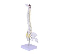 GLEAVI Modello Anatomico Medico Della Colonna Vertebrale 45cm in Pvc Supporto Metallico Flessibile, Modello Anatomico Del Coccige e Vertebre Per Studio e Aula Di Anatomia