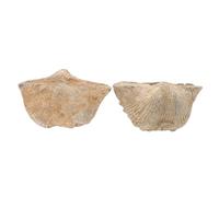 GLEAVI Set Di 2 Autentici Esemplari Di Conchiglie Marine Strumento Didattico Per La Decorazione Della Casa Materiale Didattico Per La Geologia