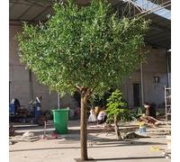 Glenmi Olivo Artificiale: Aspetto Realistico, Nessuna Manutenzione, Foglie e Frutti Verdi realistici, Facile da Montare, Perfetto for Le Persone Che Amano Le Piante ma Non Hanno(3.5m*3.5m)