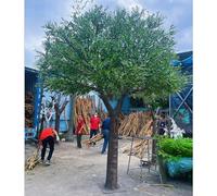 Glenmi Ulivo Artificiale con Foglie e Frutti realistici, Verde Tutto L'Anno Che Non Richiede Manutenzione for l'arredamento di casa e Ufficio, aggiunge un'atmosfera Naturale(1.5mx1.2m)