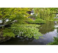 GLHUIOZ Genuine Puzzles,500 Pezzi,Giardino,Ninfee,52x38cm