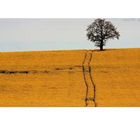 GLHUIOZ Puzzle 1500 Pezzi paesaggi-Puzzle di Legno- Relax Puzzle Giochi-rompicapo Puzzle Città Romantica per Bambini e Adulti Regali,Campo,87x57cm