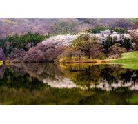 GLHUIOZ Puzzle 500 Pezzi paesaggi-Puzzle di Legno- Relax Puzzle Giochi-rompicapo Puzzle Città Romantica per Bambini e Adulti Regali,Gazebo,Corea del Sud,52x38cm