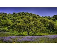 GLHUIOZ Puzzle 500 Pezzi Puzzle adulti Puzzle Classico paesaggio - Gioco di Puzzle e Gioco di Famiglia,Consigliato per Adulti o Oltre 6 Anni Paesaggi,52x38cm