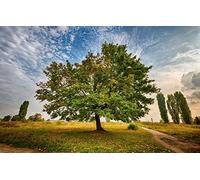 GLHUIOZ Puzzle 500 Pezzi Puzzle adulti Puzzle Classico paesaggio - Gioco di Puzzle e Gioco di Famiglia,Consigliato per Adulti o Oltre 6 Anni Paesaggi,52x38cm