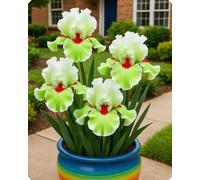 Gli iris sono perfetti per aiuole e vialetti, creando un’atmosfera romantica.-10Bulbi-C