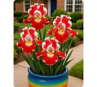 Gli iris sono perfetti per aiuole e vialetti, creando un’atmosfera romantica.-10Bulbi-E