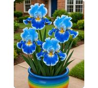 Gli iris sono perfetti per aiuole e vialetti, creando un’atmosfera romantica.-10Bulbi-O