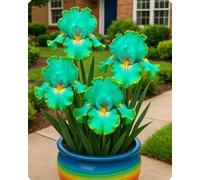 Gli iris sono perfetti per aiuole e vialetti, creando un’atmosfera romantica.-15Bulbi-B