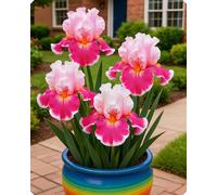 Gli iris sono perfetti per aiuole e vialetti, creando un’atmosfera romantica.-6Bulbi-R