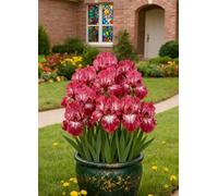 Gli iris sono versatili - Aggiungi colori tenui e naturali ad aiuole e vialetti.-10Bulbi-X