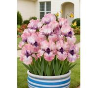 Gli iris sono versatili - Aggiungi colori tenui e naturali ad aiuole e vialetti.-15Bulbi-B