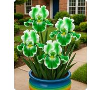 Gli iris sono versatili - Aggiungi colori tenui e naturali ad aiuole e vialetti.-4Bulbi-C