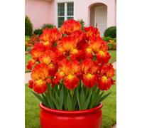 Gli iris sono versatili - Aggiungi colori tenui e naturali ad aiuole e vialetti.-6Bulbi-C