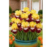 Gli iris sono versatili - Aggiungi colori tenui e naturali ad aiuole e vialetti.-8Bulbi-V